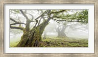 Laurel Forest in Fog, Madeira, Portugal Fine Art Print