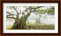 Laurel Forest in Fog, Madeira, Portugal Fine Art Print