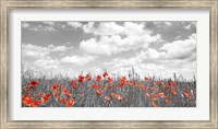Poppies in Corn Field, Bavaria, Germany Fine Art Print