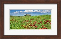 Farm House with Cypresses and Poppies, Tuscany, Italy Fine Art Print