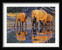African Elephants, Okavango, Botswana Fine Art Print