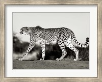 Cheetah, Namibia, Africa Fine Art Print