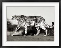 Cheetah, Namibia, Africa Fine Art Print