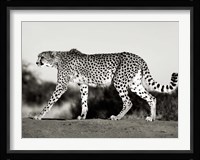 Cheetah, Namibia, Africa Fine Art Print