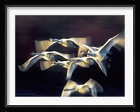 Mute Swan, Munich, Germany Fine Art Print