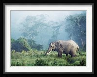 African Elephant, Ngorongoro Crater, Tanzania Fine Art Print