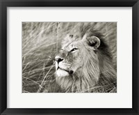 African Lion, Masai Mara, Kenya 1 Fine Art Print