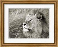 African Lion, Masai Mara, Kenya 1 Fine Art Print