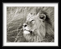 African Lion, Masai Mara, Kenya 1 Fine Art Print