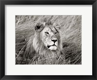 African Lion, Masai Mara, Kenya 2 Fine Art Print