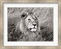 African Lion, Masai Mara, Kenya 2 Fine Art Print