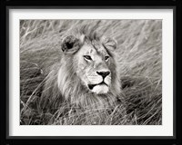 African Lion, Masai Mara, Kenya 2 Fine Art Print
