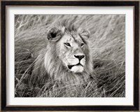 African Lion, Masai Mara, Kenya 2 Fine Art Print