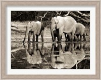 African Elephants, Okavango, Botswana Fine Art Print