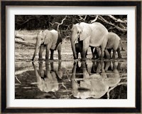 African Elephants, Okavango, Botswana Fine Art Print
