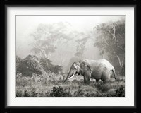 African Elephant, Ngorongoro Crater, Tanzania Fine Art Print