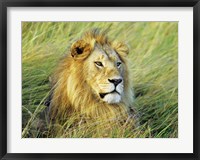 African Lion, Masai Mara, Kenya Fine Art Print