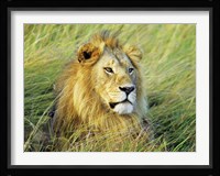 African Lion, Masai Mara, Kenya Fine Art Print
