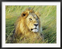 African Lion, Masai Mara, Kenya Fine Art Print