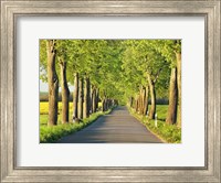 Lime Tree Alley, Mecklenburg Lake District, Germany 1 Fine Art Print