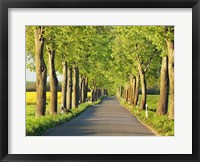Lime Tree Alley, Mecklenburg Lake District, Germany 1 Fine Art Print