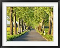 Lime Tree Alley, Mecklenburg Lake District, Germany 1 Fine Art Print