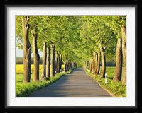 Lime Tree Alley, Mecklenburg Lake District, Germany 1 Fine Art Print