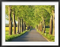 Lime Tree Alley, Mecklenburg Lake District, Germany 1 Fine Art Print