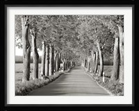 Lime Tree Alley, Mecklenburg Lake District, Germany 2 Fine Art Print