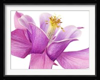 Dark Columbine Close-Up Fine Art Print