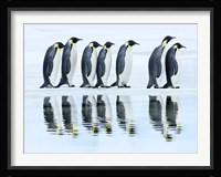 Emperor Penguin Group, Antarctica Fine Art Print