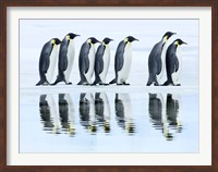 Emperor Penguin Group, Antarctica Fine Art Print