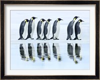 Emperor Penguin Group, Antarctica Fine Art Print