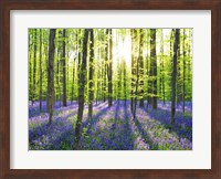 Beech Forest With Bluebells, Belgium Fine Art Print
