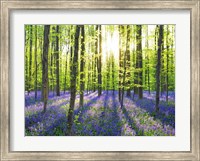 Beech Forest With Bluebells, Belgium Fine Art Print