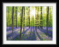 Beech Forest With Bluebells, Belgium Fine Art Print