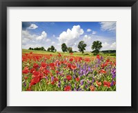 Poppies And Vicias In Meadow, Mecklenburg Lake District, Germany Fine Art Print
