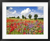 Poppies And Vicias In Meadow, Mecklenburg Lake District, Germany Fine Art Print
