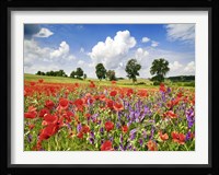 Poppies And Vicias In Meadow, Mecklenburg Lake District, Germany Fine Art Print