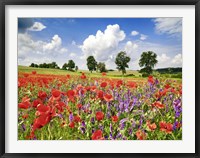 Poppies And Vicias In Meadow, Mecklenburg Lake District, Germany Fine Art Print