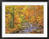 Beech Forest In Autumn, Ilse Valley, Germany Fine Art Print