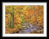 Beech Forest In Autumn, Ilse Valley, Germany Fine Art Print