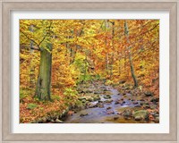 Beech Forest In Autumn, Ilse Valley, Germany Fine Art Print