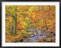 Beech Forest In Autumn, Ilse Valley, Germany Fine Art Print