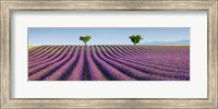 Lavender Field, Provence, France Fine Art Print