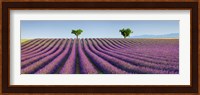 Lavender Field, Provence, France Fine Art Print