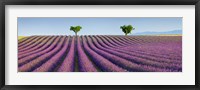 Lavender Field, Provence, France Fine Art Print