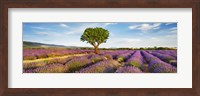 Lavender Field And Almond Tree, Provence, France Fine Art Print