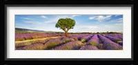 Lavender Field And Almond Tree, Provence, France Fine Art Print