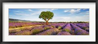 Lavender Field And Almond Tree, Provence, France Fine Art Print